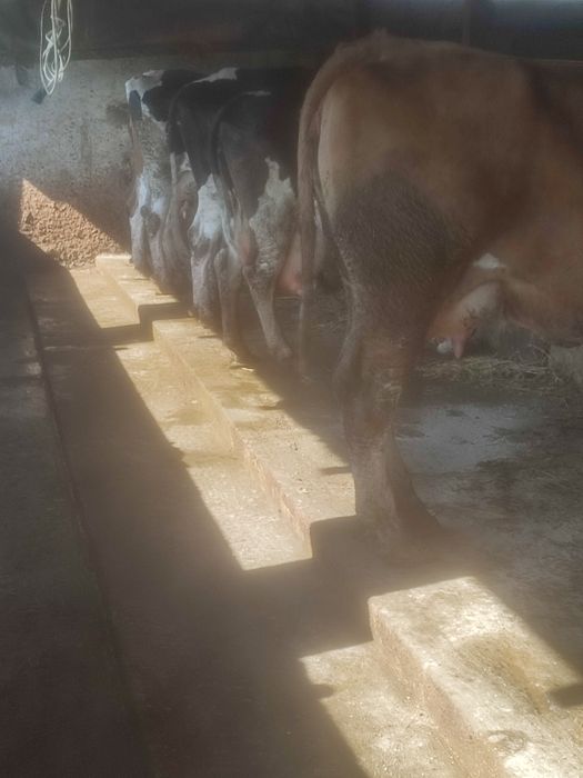 Vând vaci bune de lapte .