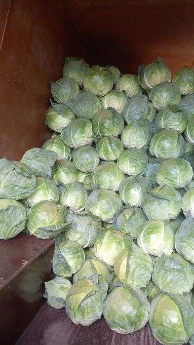 Varza plata și rotunda