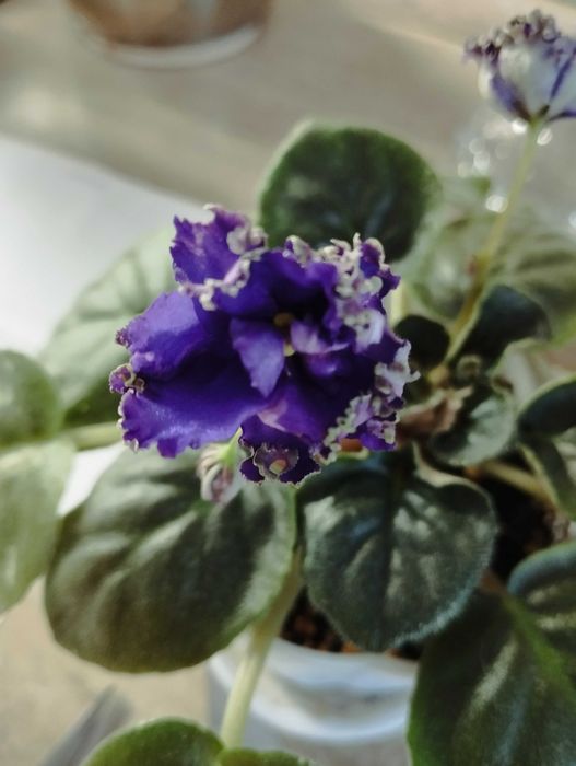 Фиалкочка махровая