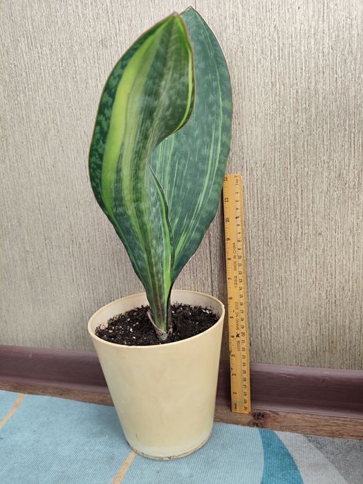 Сансевьерия китовий плавник. Масониана вар