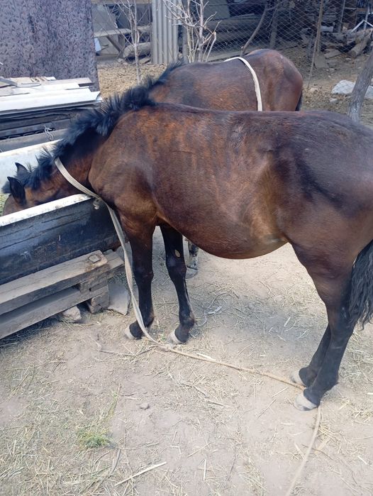 Тайлар сатылады.