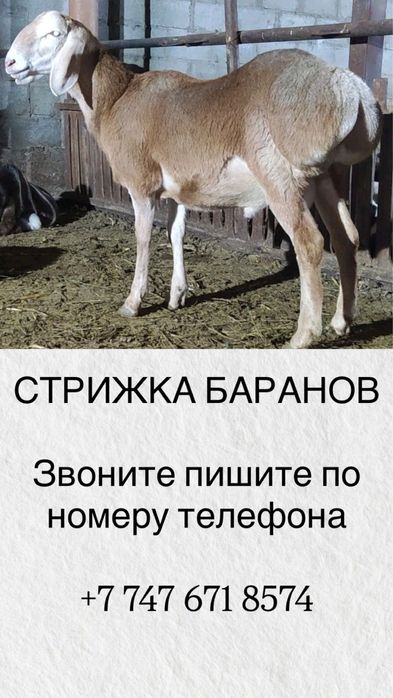 СТРИЖКА баранов