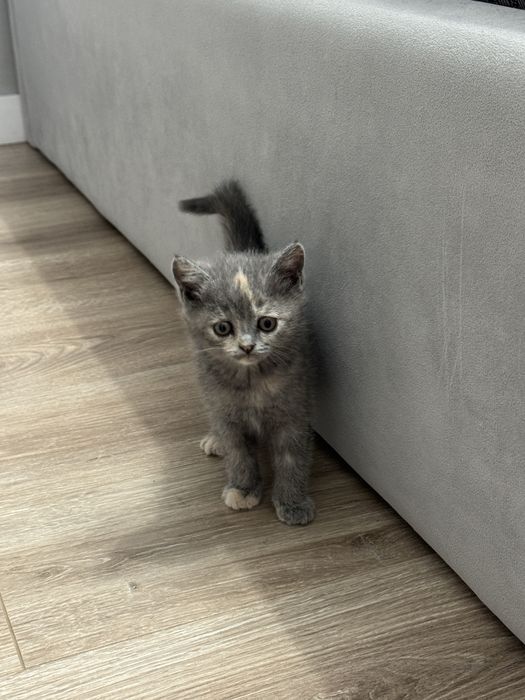 Продам породистых котят