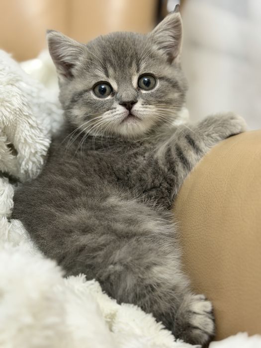 Котёнок Британец