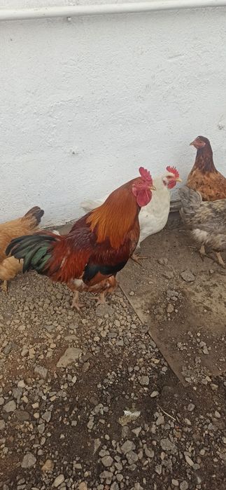 Қораздар сатылады