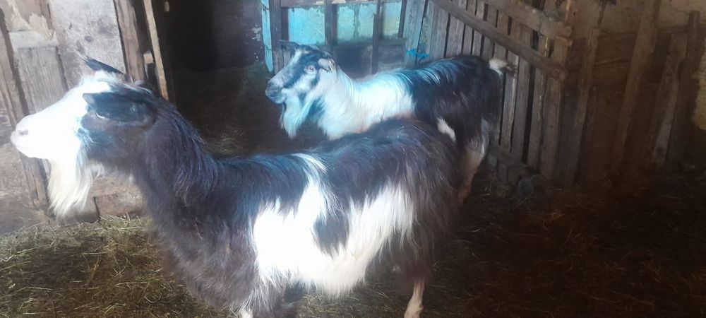 Vand 2 capre bune de lapte