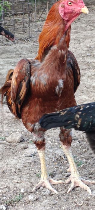 Продам бойцов ого петуха