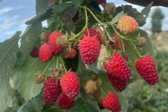 Butași de zmeură Polka