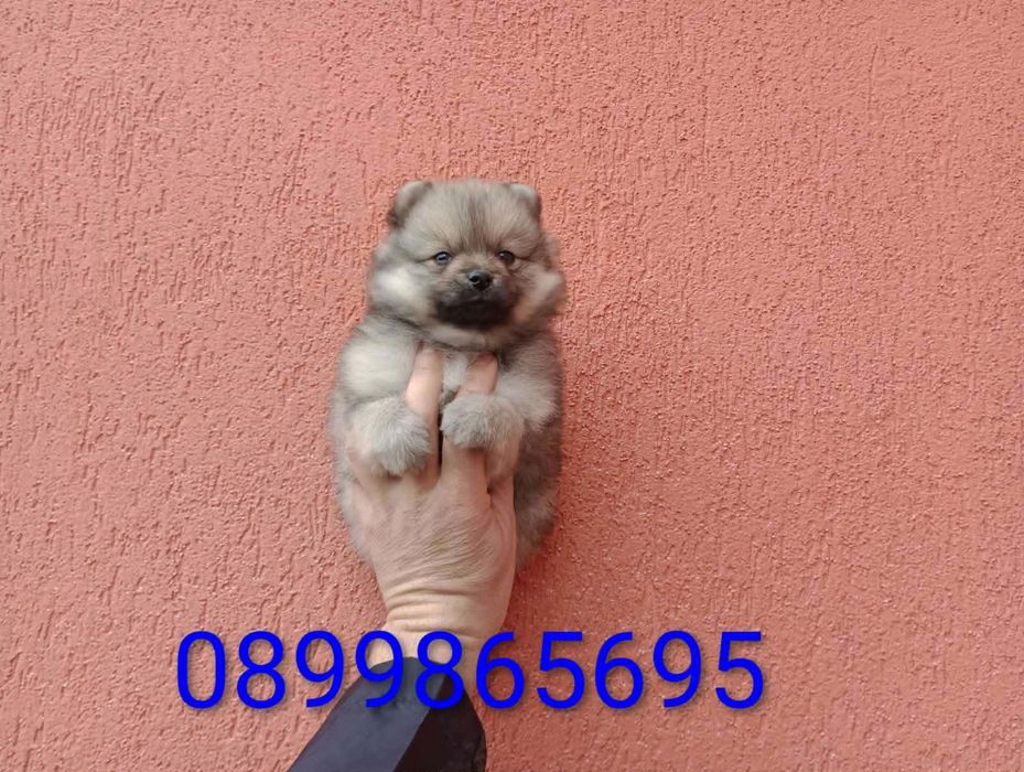 Мъжки Померан !!