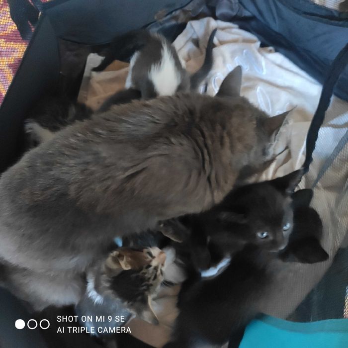 Donez pisici mici de 1 luna