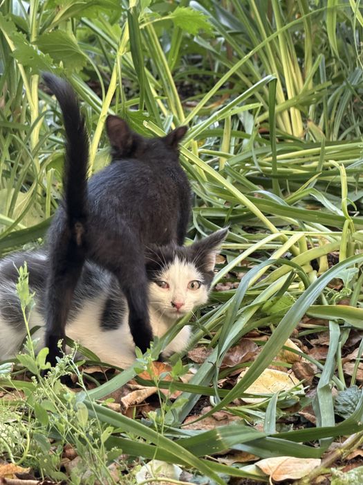 Бездомные котики