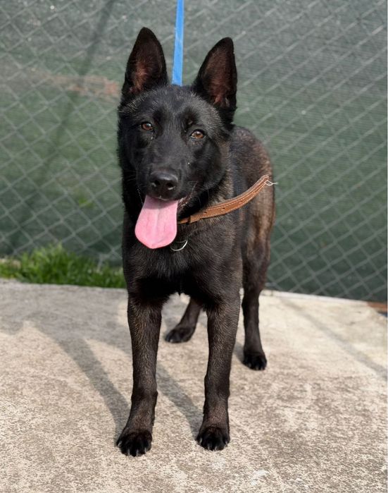 Femela Ciobanesc Belgian Malinois DRESATA