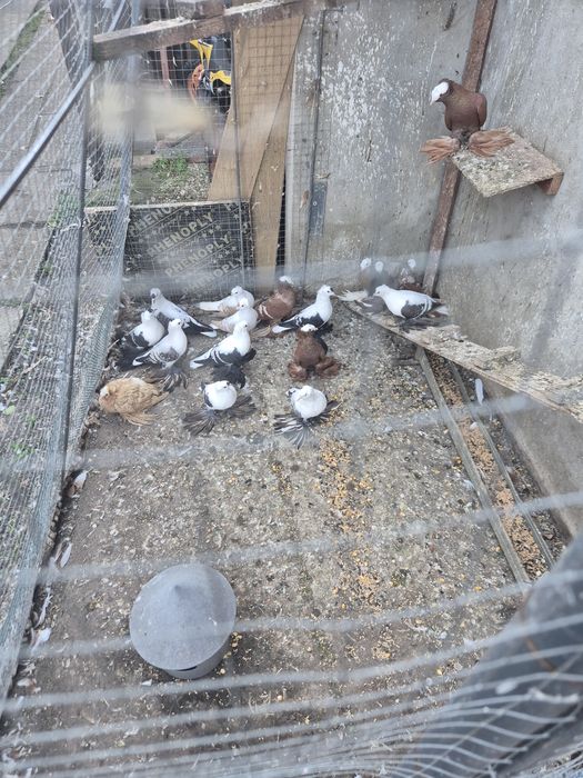 Porumbei Preoți Saxoni și Randunele de Saxonia