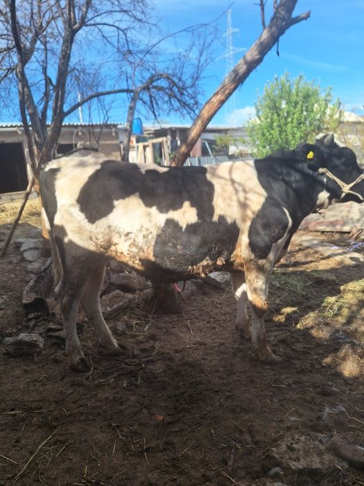 Бұқа сатыладыыыыыы...