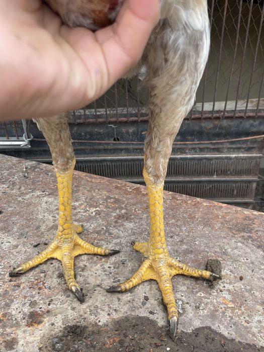 дакан тауыктар сатылады