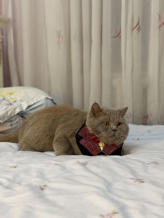 Вязка Британец кот