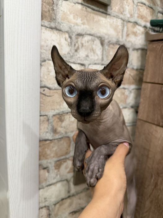 Отдам кошку сфинкс-эльф