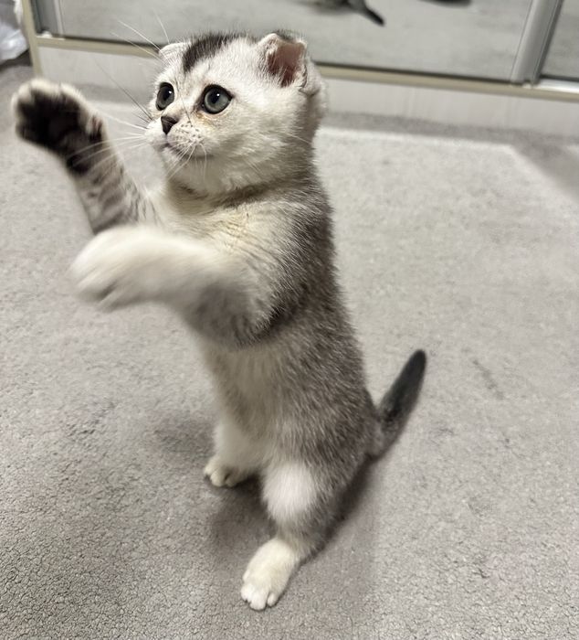 Продается британский котенок окрас шиншилла