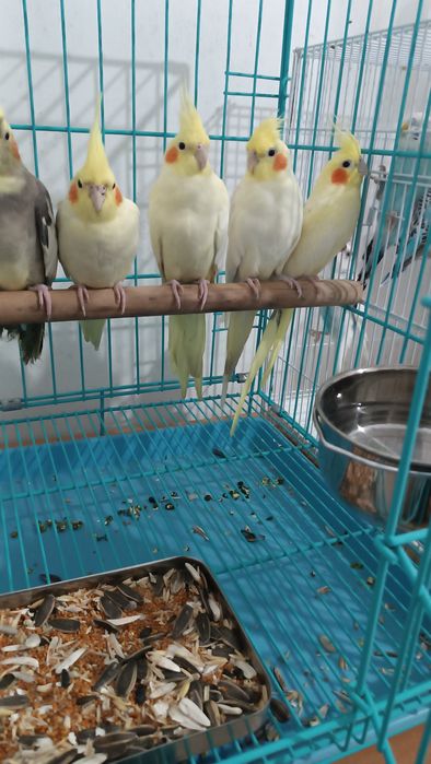 Попугаи Волнистые, Кореллы