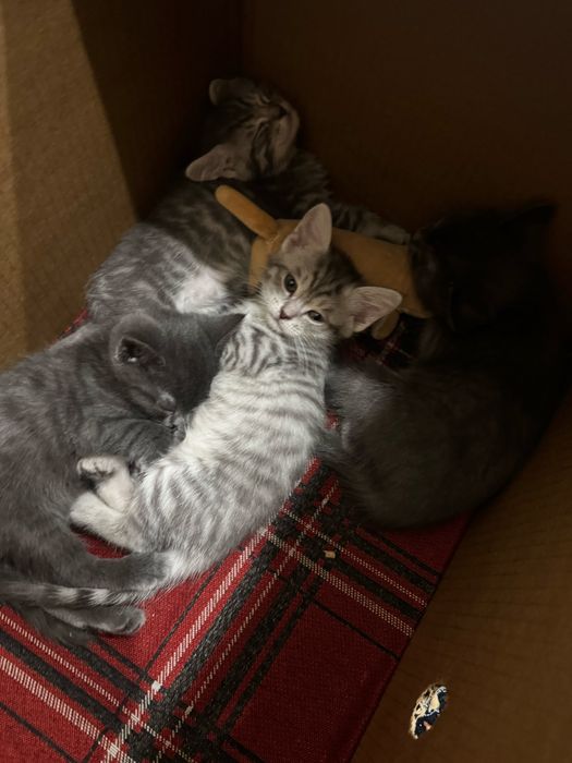 Отдам котят в добрые руки