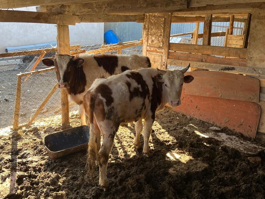 Басбақтар сатылады