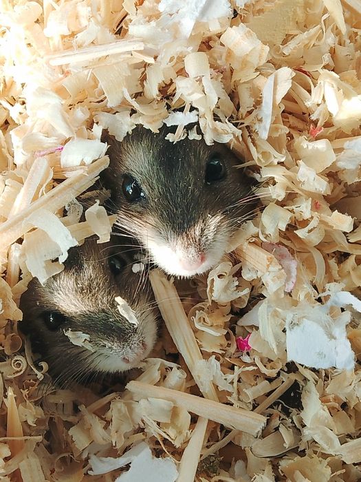 Продам хомяков булаево