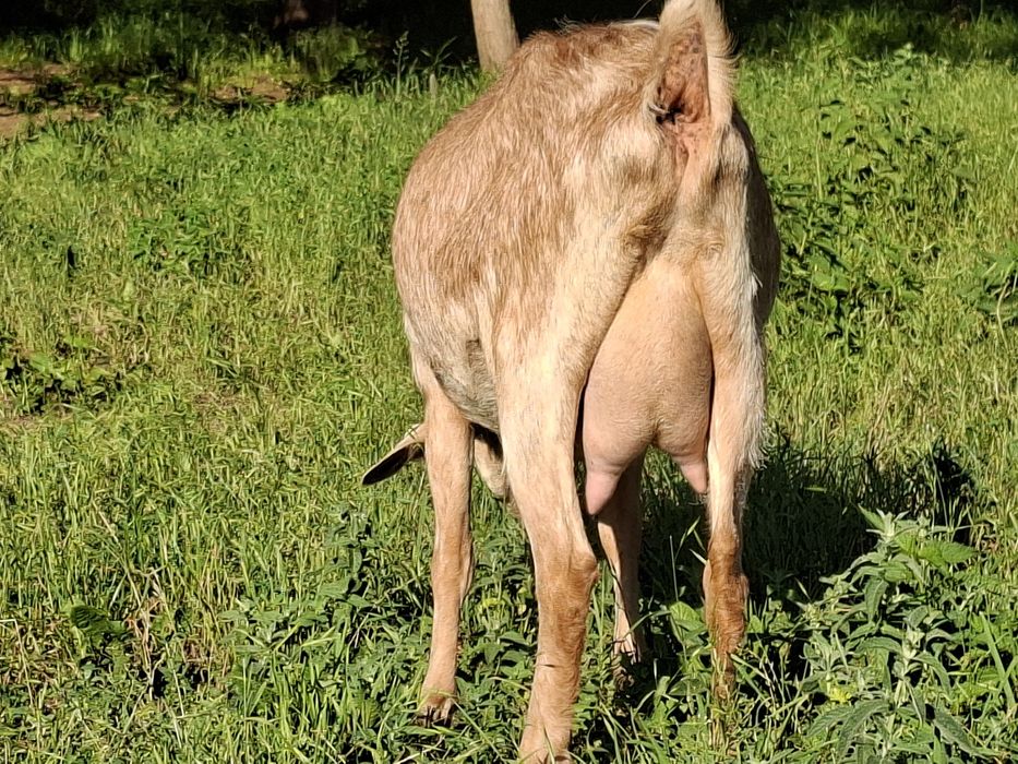 Capra de vanzare