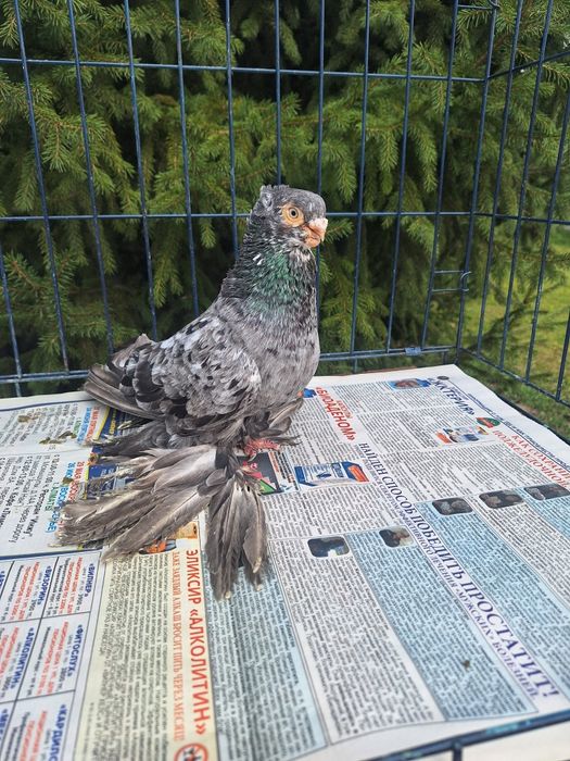 Продам голубя чилкаря классной расцветки