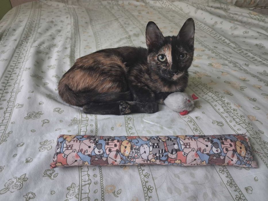 Коте - подарявам котенце