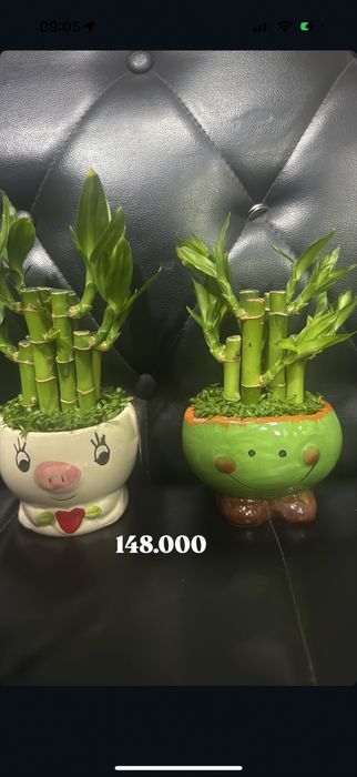 комнатный ростения