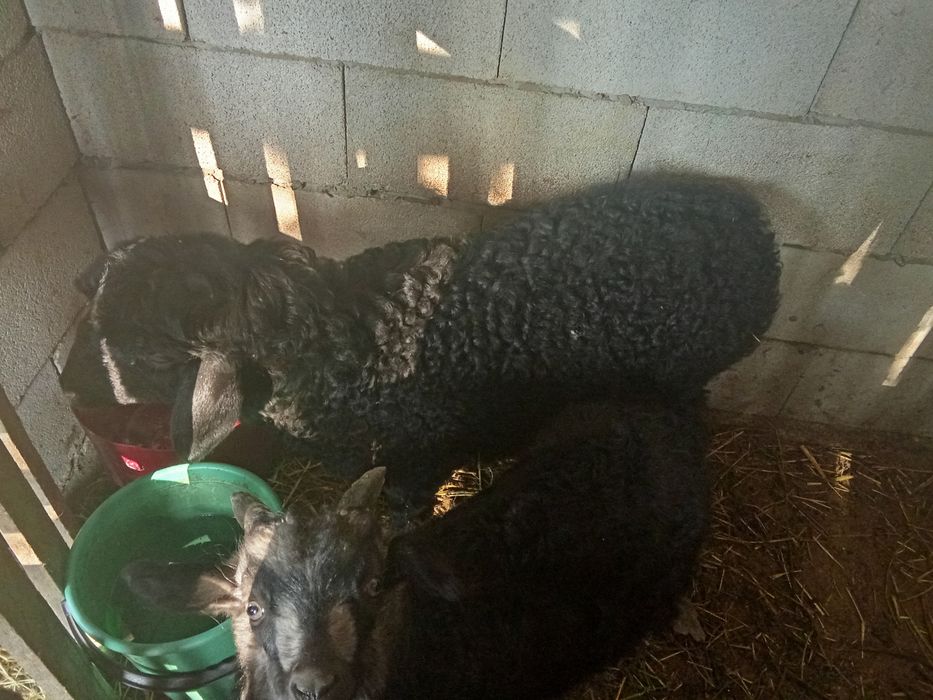 Козылы койлар козылар