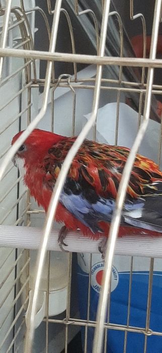 Розелла. гранатовый самец