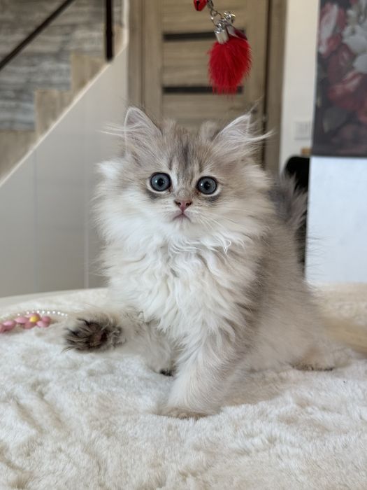British Longhair