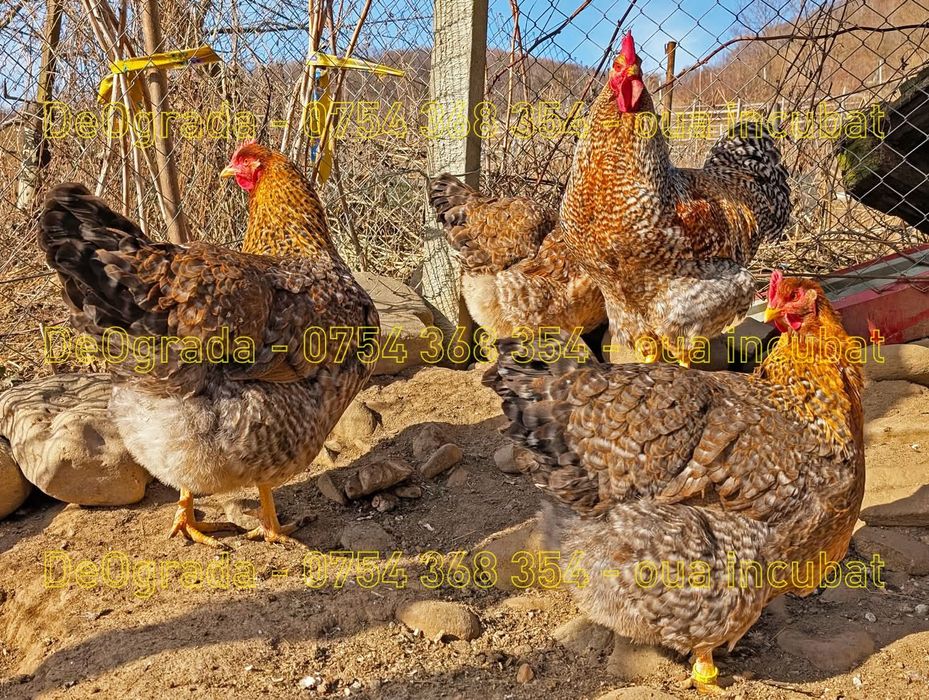 Ouă de incubat rasa Bielefelder / Cream Legbar / Araucana