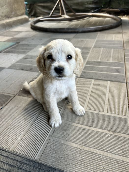 Donez catei, mama cocker spaniel
