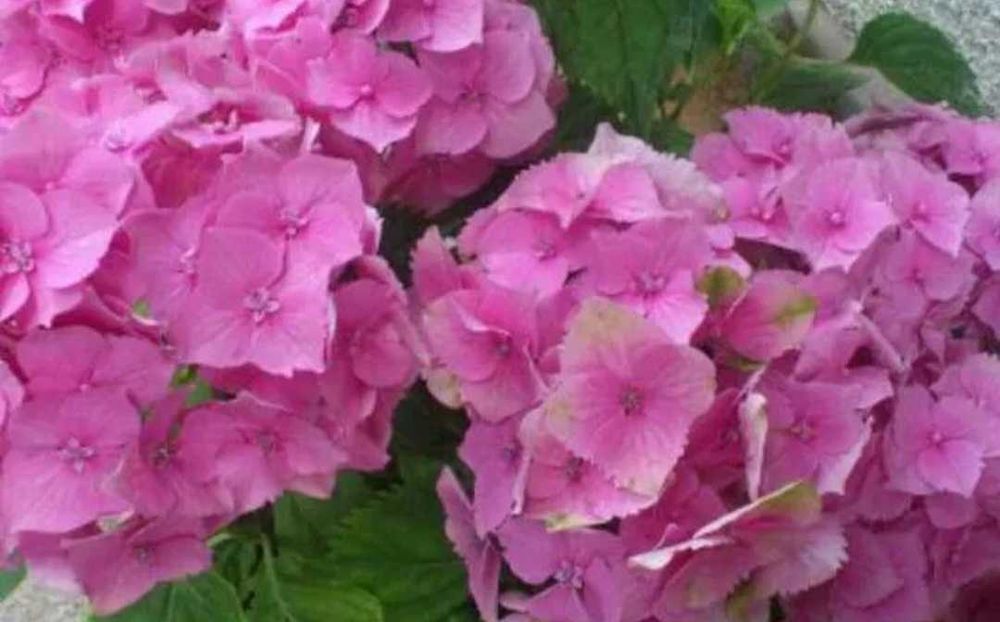 Японска катерлива роза, хортензия, хибискус студоустойчиви