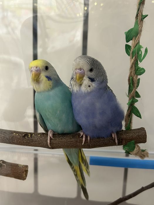 папугаи волнистики