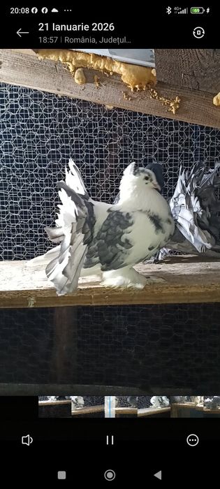 Porumbei voltati indieni