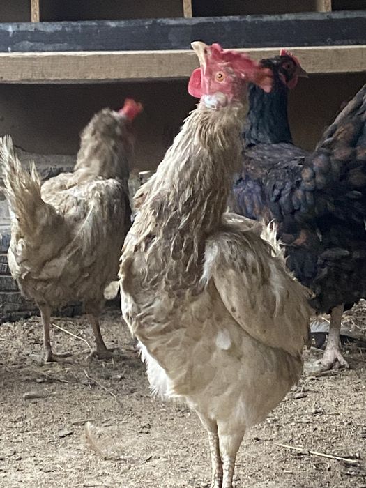Продам Семью Леггорнов