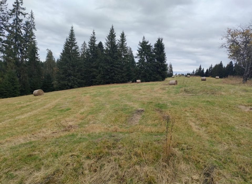 Teren Intravilan 45 ARI Poiana Stampei / Vatra Dornei / Via Transilvanica