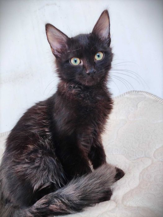 Таласъмчо търси любящи стопани и семейство