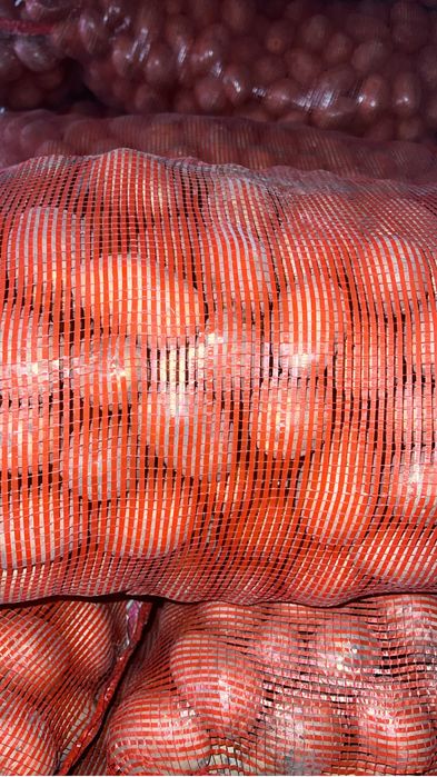 Продам картофель сорт Галла