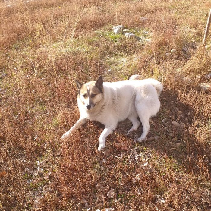 Собака - охранник