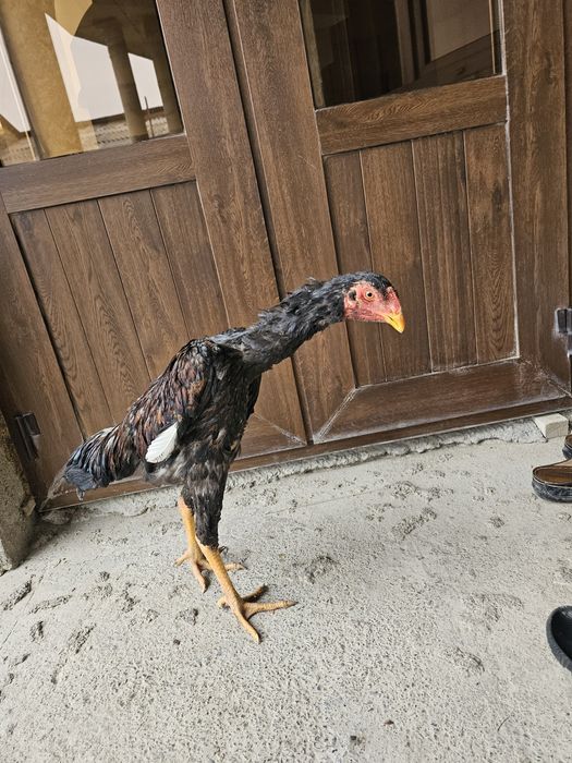 Juja sotiladi hali qichqirmagan yaxshi narsa