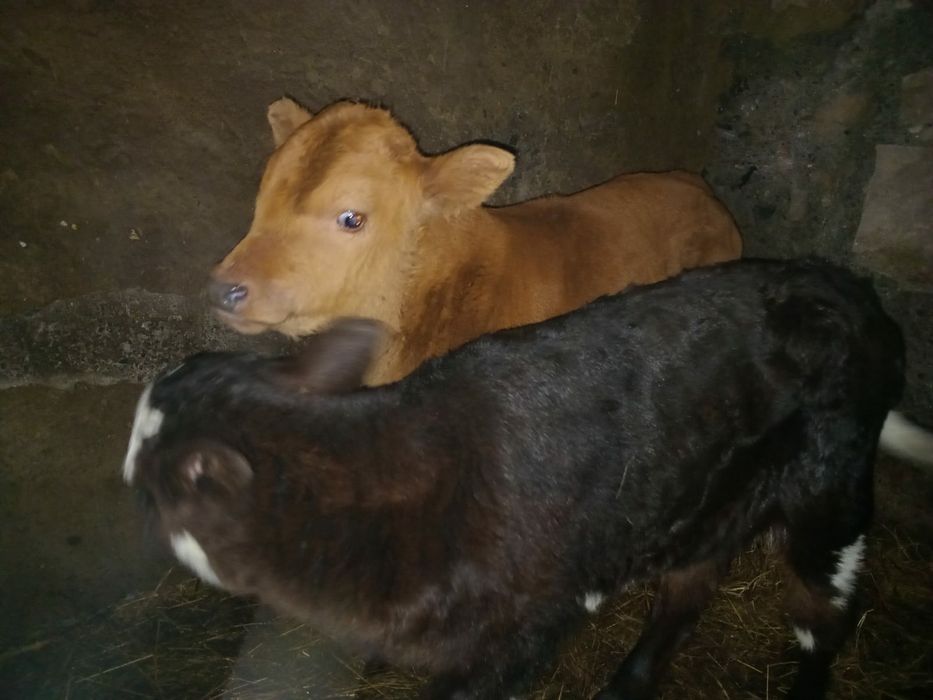 Продам телят и телку