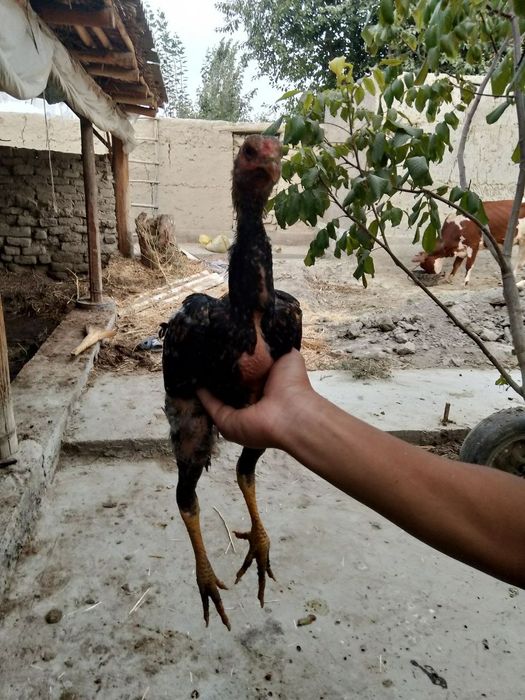 Dakan jujalar sotiladi