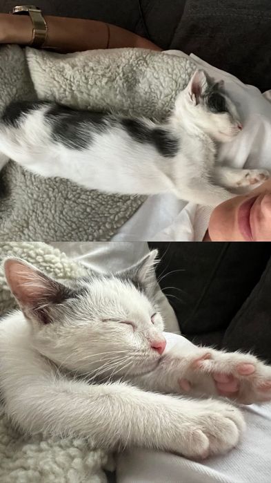 Котенце за осиновяване