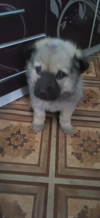 Супер щенок,Звезда в добрые ручки