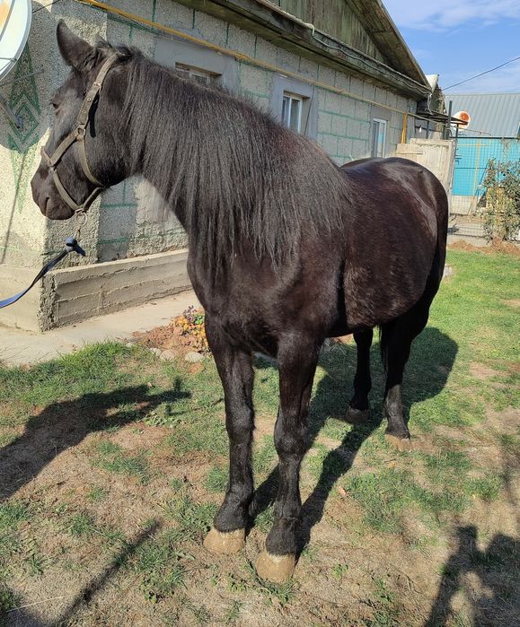 Продам Новоалтайскую кобылу