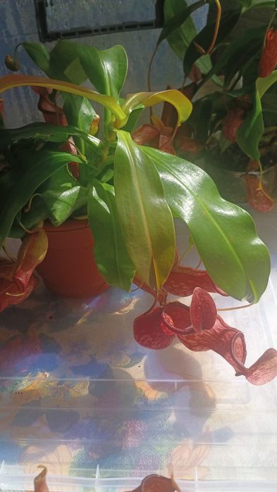 Непентес (кувшиночник)